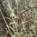 Ptilostemon stellatus