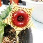 Huernia zebrina Fleur