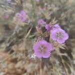 Dianthus tripunctatusFloare