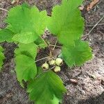 Crataegus submollis Fruit