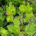 Malva trimestris 果實