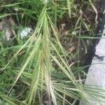 Bromus sterilis Fruto