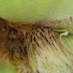 Platycerium elephantotis Other