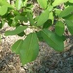 Tabebuia pallida Blatt