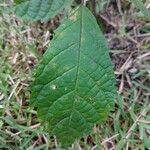 Handroanthus albus Habit