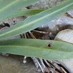 Tolpis staticifolia Blatt