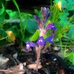 Orobanche nana Flower