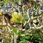 Kleinia neriifolia Kvet