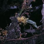 Zygia racemosa Habit