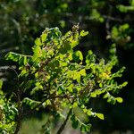 Rhus coriaria Hábito
