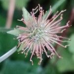 Geum urbanum Plod