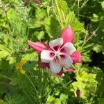 Aquilegia canadensis Fleur