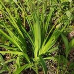 Hemerocallis yezoensis Hàbitat