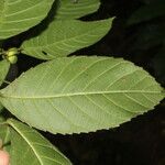 Cleidion castaneifolium Leaf