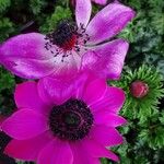Anemone coronaria Kvet
