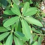 Rhododendron decorum Folha