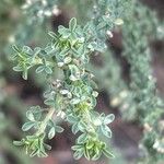 Adenocarpus foliolosus Hoja