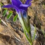 Gentianopsis ciliata പുറംതൊലി