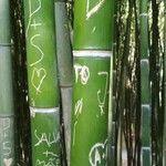 Phyllostachys bambusoides Bark