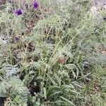 Geranium dissectum 整株植物