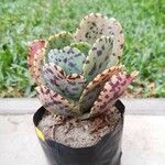 Kalanchoe marmorata Folha