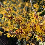 Hamamelis × intermedia Çiçek