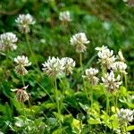 Trifolium striatum 整株植物