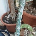 Cereus spegazzinii Leaf