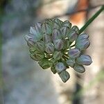 Allium ericetorum Квітка
