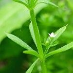 Galium aparine पत्ता