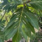 Artocarpus altilis Liść