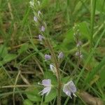 Veronica officinalis 花