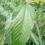 Corchorus olitorius Leaf