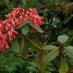 Rhododendron crassifolium Blüte