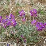 Astragalus mollissimus Habitat