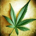 Cannabis sativa Leaf