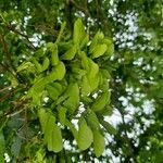 Acer pseudoplatanus Meyve