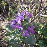 Lunaria annuaFlower