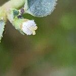 Euphorbia petiolata Flower