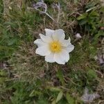 Pulsatilla alpinaΛουλούδι