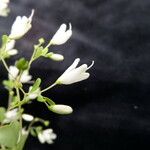 Boenninghausenia albiflora Staniste