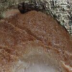Albizia adianthifolia Rusk