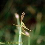 Carex microglochin ഫലം