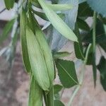 Fraxinus angustifolia फल