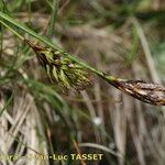 Carex frigida Mbuma