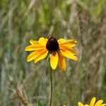 Rudbeckia hirtaBlomst