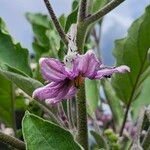 Solanum melongena Flower