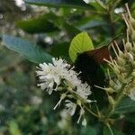 Clethra alnifoliaFlors