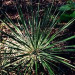 Yucca constricta Характер