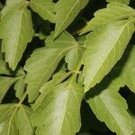 Cardiospermum grandiflorum Likasa